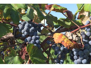 Grapes on farmland in Van Buren County, Michigan - LAND AUCTION - 300+/- ACRES SPECIALTY CROP - GRAPES AND HOPS - OFFERED IN 8 TRACTS IN VAN BUREN COUNTY, MICHIGAN